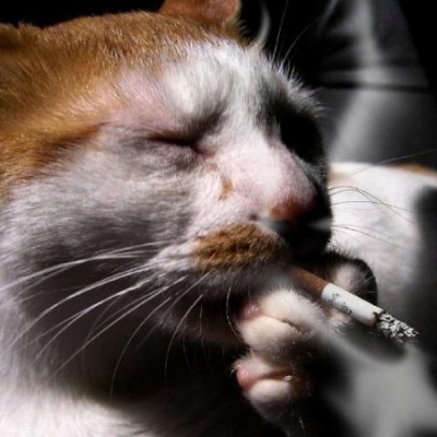 catsmoke.JPG